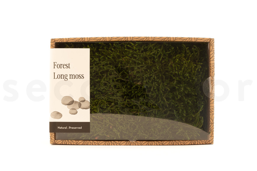 Muschio lungo stabilizzato - Creabox M - Verde