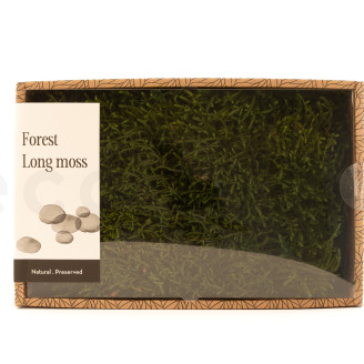 Musgo Longo preservado - Creabox M - Verde