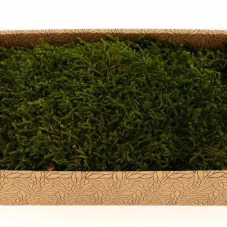 Mousse Longue stabilis&eacute;e (Creabox M)