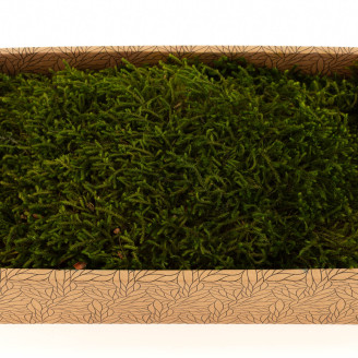 Musgo Longo preservado - Creabox M - Verde