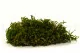 Muschio Lungo stabilizzato (Creabox M) 3