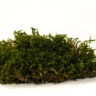Mousse Longue stabilis&eacute;e (Creabox M)