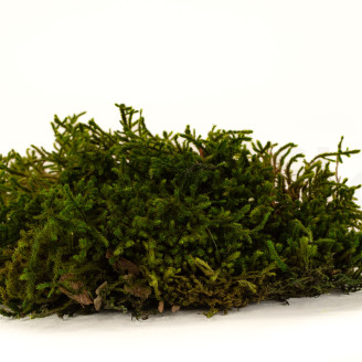 Musgo Longo preservado - Creabox M - Verde