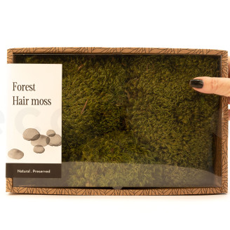 Hair Moss Pr&eacute;serv&eacute;e - Creabox M - Light Green