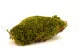 Hair Moss stabilizzato (Creabox M) 3
