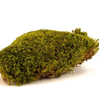 Hair Moss Preserved - Creabox M - Light Green