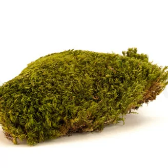 Preserved Hair Moss (Creabox M)
