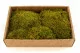 Preserved Hair Moss (Creabox M) 5