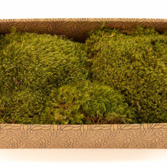 Hair Moss preservato - Creabox M - Light Green