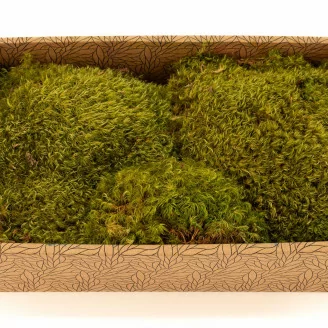 Preserved Hair Moss (Creabox M)