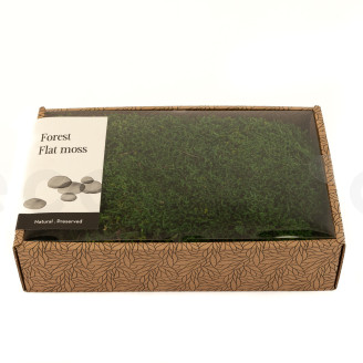 Muschio piatto preservato - Creabox M - Verde