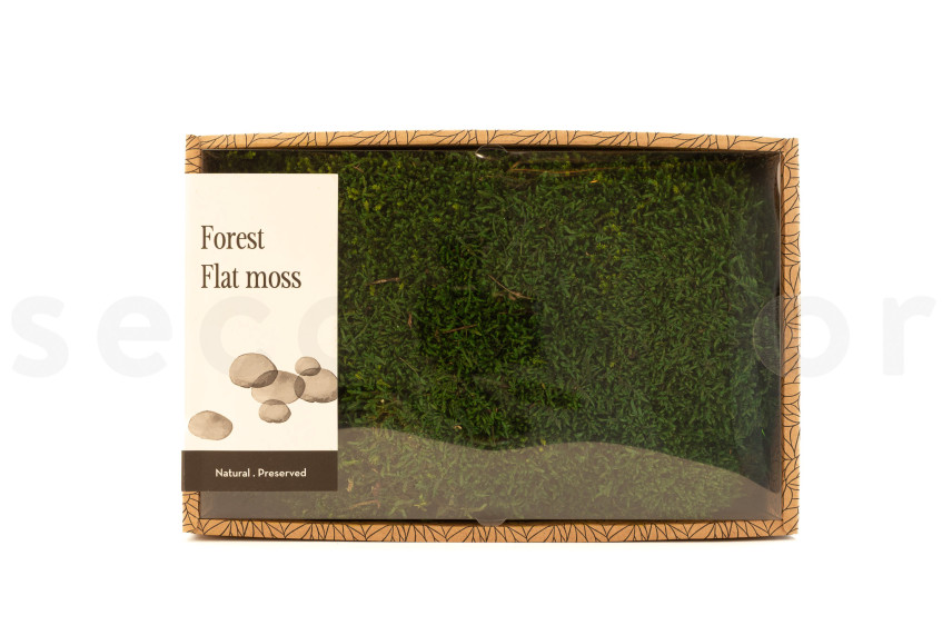 Musgo Plano preservado - Creabox M - Verde