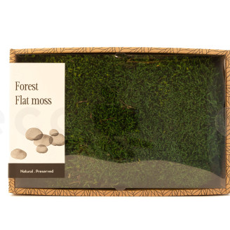 Muschio piatto preservato - Creabox M - Verde