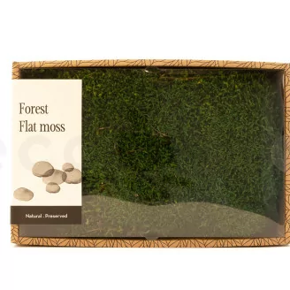 Muschio piatto stabilizzato - Creabox M - Verde
