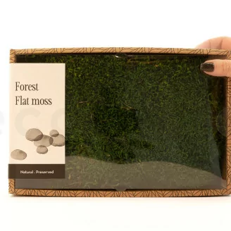 Preserved Flat Moss (Creabox M)