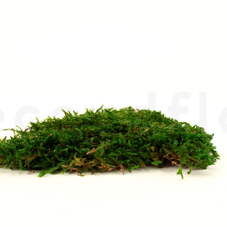 Muschio piatto preservato - Creabox M - Verde