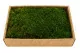 Preserved Flat Moss (Creabox M) 5