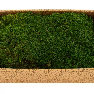 Mousse Plate stabilis&eacute;e (Creabox M)