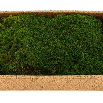 Muschio piatto stabilizzato - Creabox M - Verde