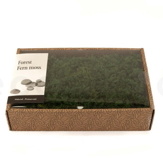 Mousse Foug&egrave;re Stabilis&eacute;e - Creabox M - Vert