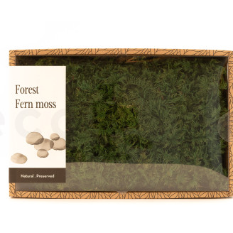 Muschio di felce preservato - Creabox M - Verde