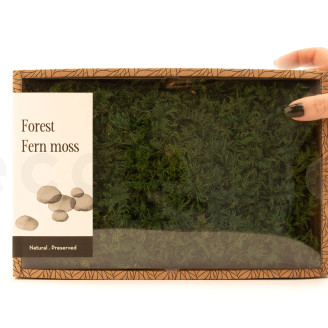 Muschio di felce preservato - Creabox M - Verde