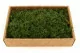 Musgo Helecho preservado (Creabox M) 5