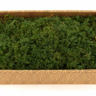 Mousse Foug&egrave;re stabilis&eacute;e (Creabox M)