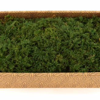 Muschio di felce preservato - Creabox M - Verde