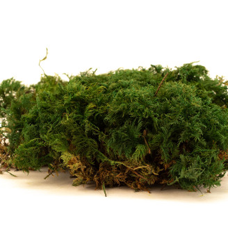 Musgo helecho preservado - Creabox M - Verde