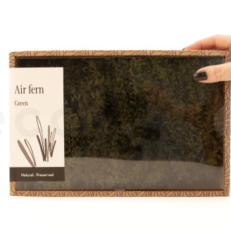 Air Fern preservado - Creabox M - Nature Green