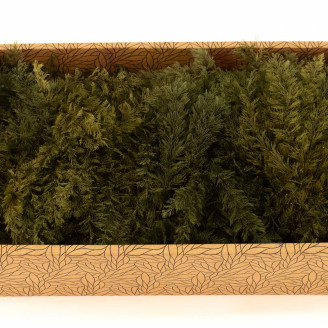 Air Fern preservado - Creabox M - Nature Green