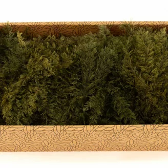 Air Fern stabilizzato Nature Green (Creabox M)