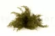 Air Fern preservado Nature Green (Creabox M) 4