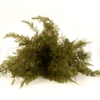 Air Fern preservado - Creabox M - Nature Green