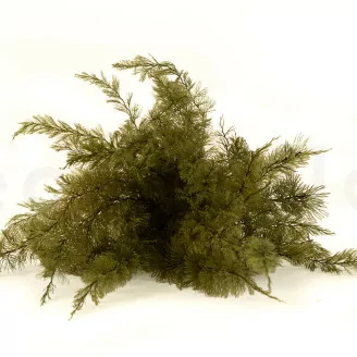 Air Fern stabilizzato Nature Green (Creabox M)