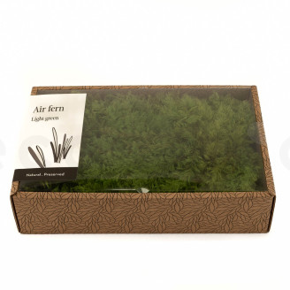 Air Fern preservato - Creabox M - Light Green