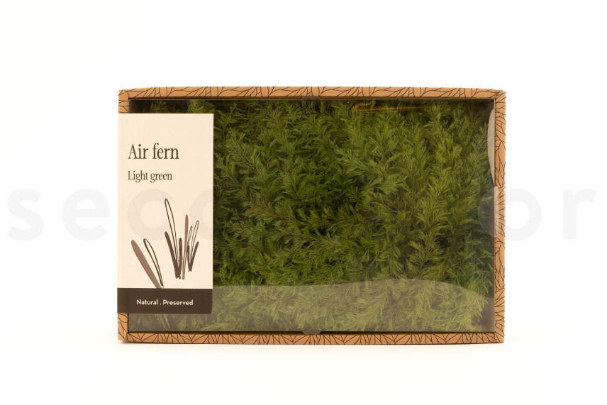 Air Fern preservato - Creabox M - Light Green