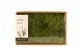Air Fern preservado Light Green (Creabox M) 2