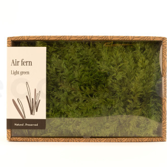 Air Fern stabilizzato - Creabox M - Light Green