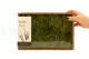 Air Fern stabilis&eacute;e Light Green (Creabox M) 5