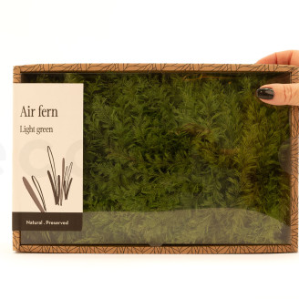 Air Fern Preserved - Creabox M - Light Green