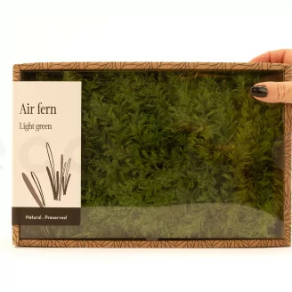 Air Fern stabilizzato Light Green (Creabox M)