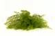 Air Fern preservado Light Green (Creabox M) 4