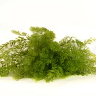 Preserved Air Fern Light Green (Creabox M)