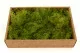 Preserved Air Fern Light Green (Creabox M) 6