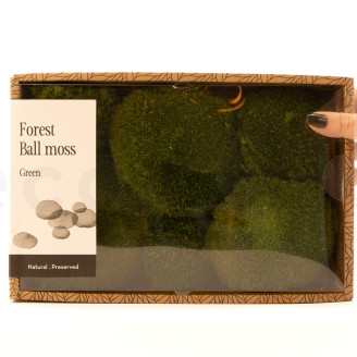 Muschio a sfera preservato - Creabox M - Nature Green