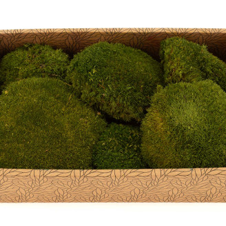 Muschio a sfera preservato - Creabox M - Nature Green