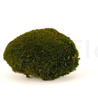 Muschio a sfera preservato - Creabox M - Nature Green