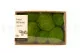 Konservierte Kugelmoos Light Green (Creabox M) 2